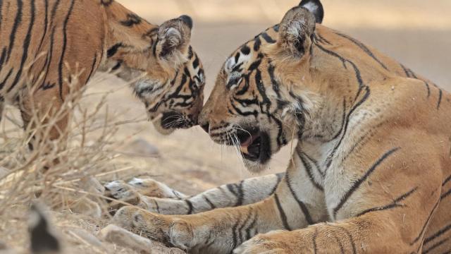 Bengal tiger (Panthera tigris tigris) mother and cub