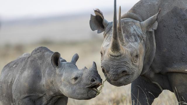 Black rhinoceros mother and calf, Lewa & Borana Conservancy, Kenya