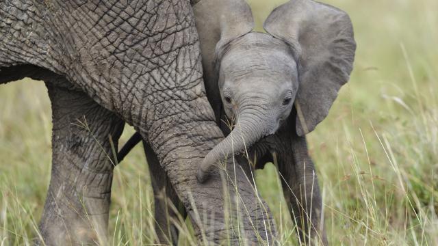 African Elephant cub playing with its mother in the Masai-Mara Game Reserve, Kenya.