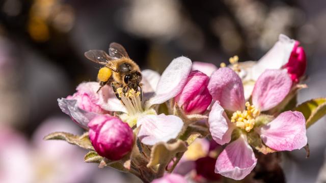 Bee pollinating apple flower