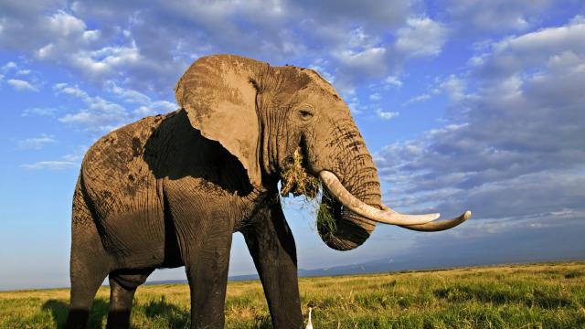 African elephant bull with large tusks