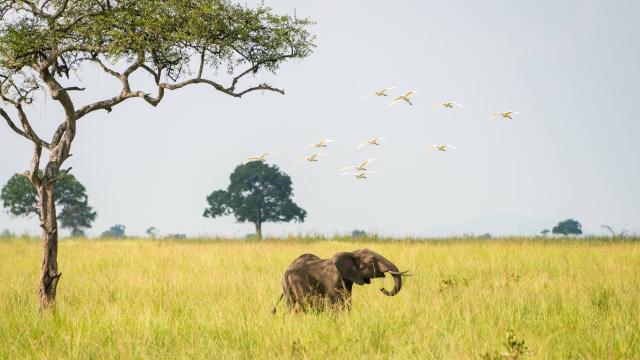 An elephant and birds seen at Mikumi national park, Tanzania.
