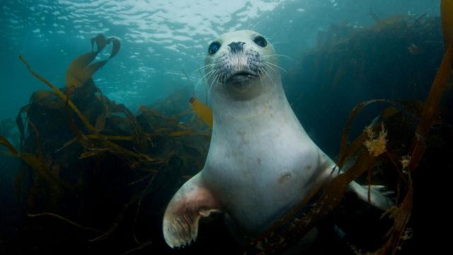 A grey seal pup underwater, swimming through seaweed looking at the camera