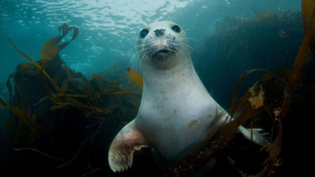 A grey seal pup underwater, swimming through seaweed looking at the camera