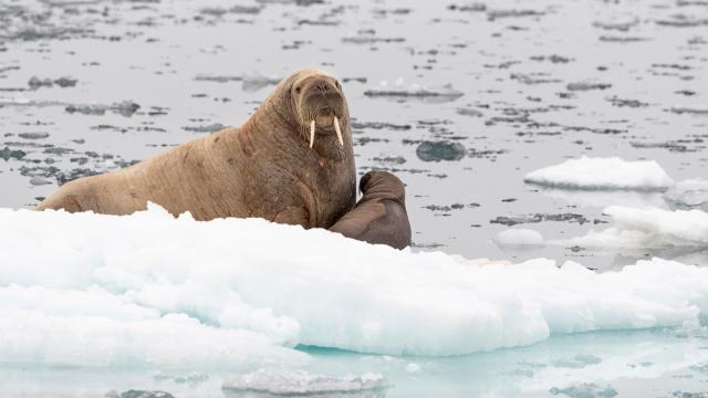 Female walrus and it's young offspring on an ice floe Norway