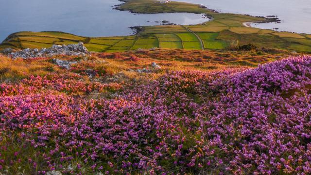 Heather on Bardsey Island