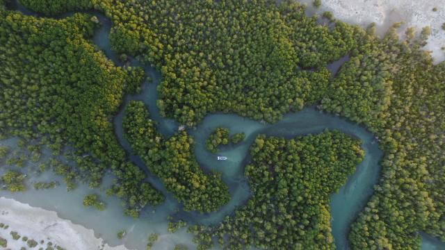 The coastal zone of the southern region of Toliara, Mangroves