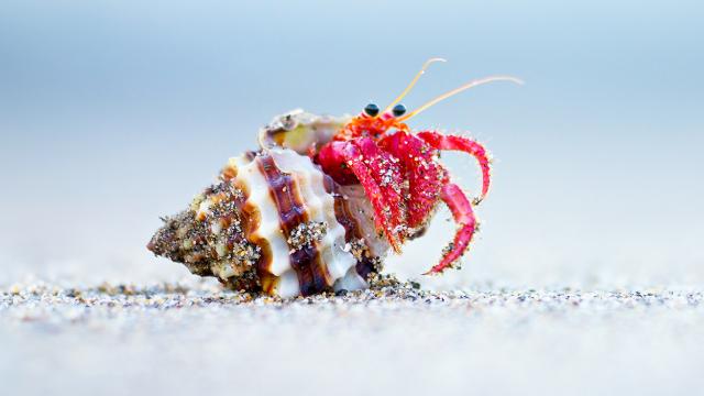 Crab coming out of its shell