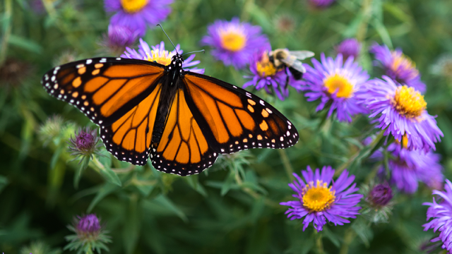 Monarch butterfly