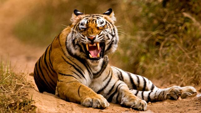 Tiger growling