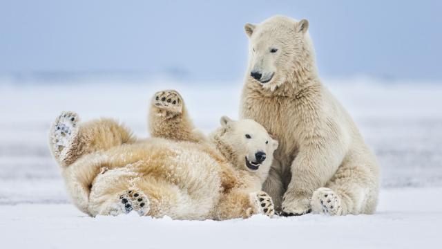 Two polar bears playing