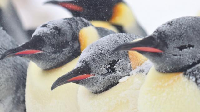 emperor penguins