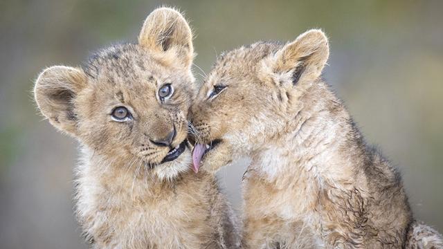 Two lion cubs grooming