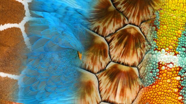 Collage of animal patterns