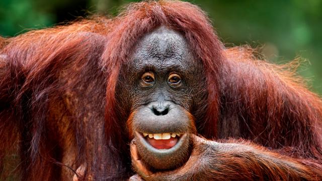 Orangutan smiling
