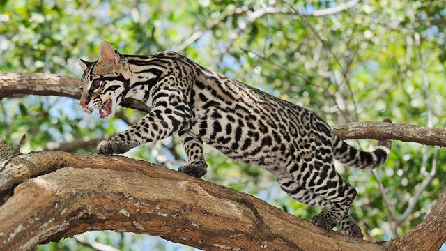 Ocelot stalking