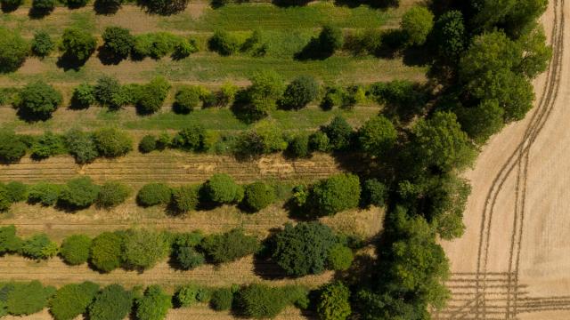Aerial views of Wakelyns Farm, Suffolk, regen ag