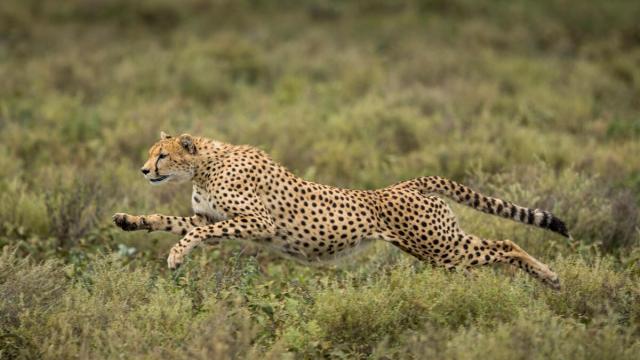 Acinonyx jubatus Cheetah Female hunting, seen running at high speed Masai Mara National Reserve, Kenya