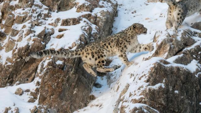 Snow Leopard pair on snow covered rocky slope Mongolia