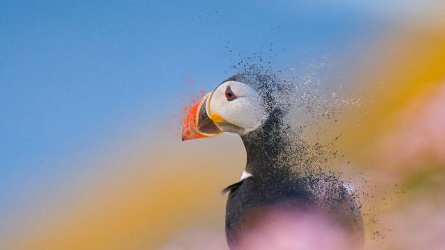 An adult Atlantic puffin (Fratercula arctica) fading among the rich coastal colours of purple thrift and yellow lichens, Shetland Islands, Scotland, UK