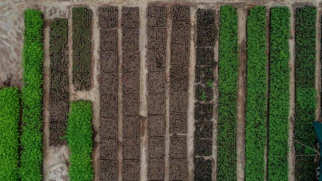 A tree seedling nursery near Vikindu forest, Tanzania.