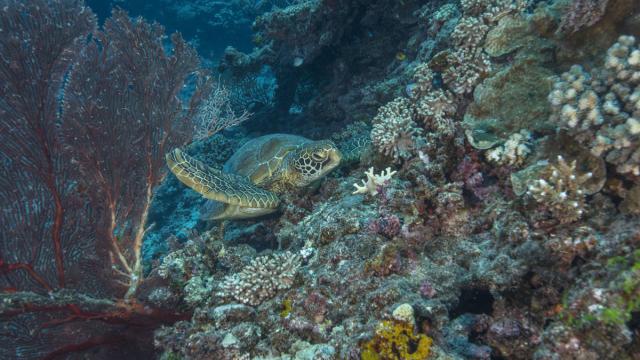 A green turtle resting among corals off Tokoriki Island (west of Viti Levu). Great Sea Reef Survey, Fiji.