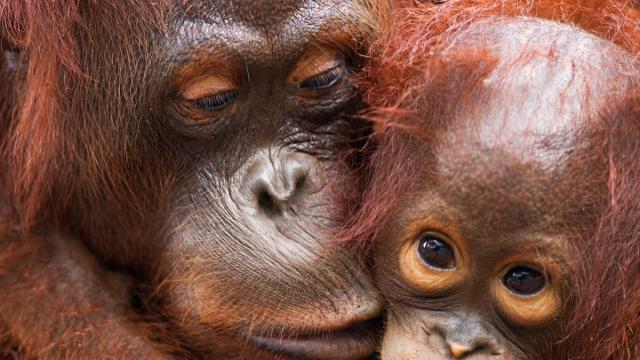 Bornean Orangutan female 'Lady Di' with her son 'La Betty' aged 3 years (Pongo pygmaeus wurmbii). Camp Rasak, Lamandau Nature Reserve, Central Kalimantan, Borneo, Indonesia.