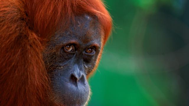 Sumatran Orang utan (Pongo abelii) female known as 'Edita', Gunung Leuser NP, Sumatra, Indonesia