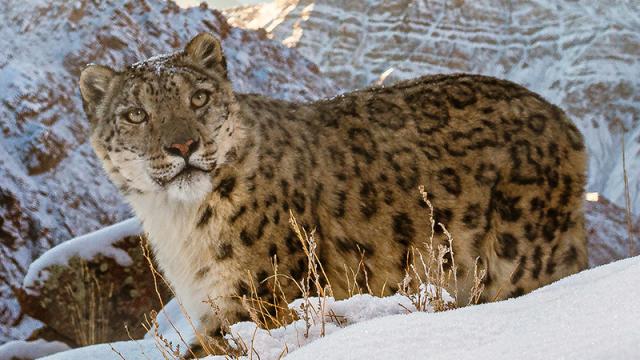 Snow leopard