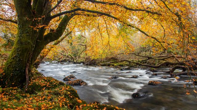 A healthy river during Autumn in Wales, UK.