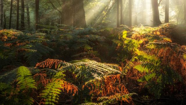 Sun shining through trees in Bolderwood, New Forest National Park, England, UK