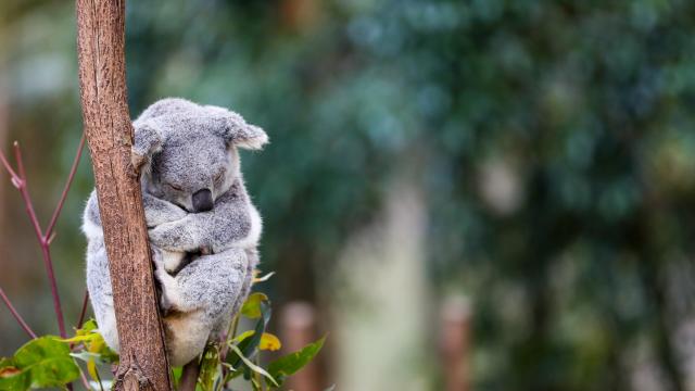 An Australian Koala sleeping in a gum tree.