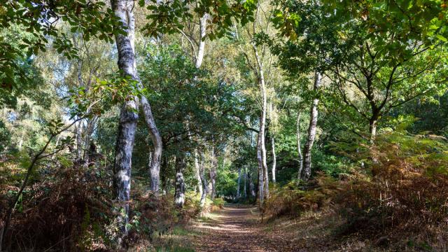 Woodland walk, Sherwood Forest, UK, Walk, October