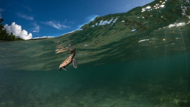 A hawksbill turtle (Eretmochelys imbricata) hatchling takes a breath at the water surface after hatching minutes earlier on Yadua Taba Island, west of Vanua Levu, Fiji.