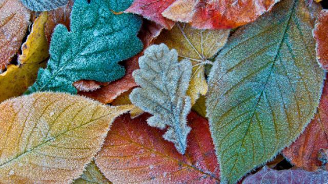 Take or leaf it hero