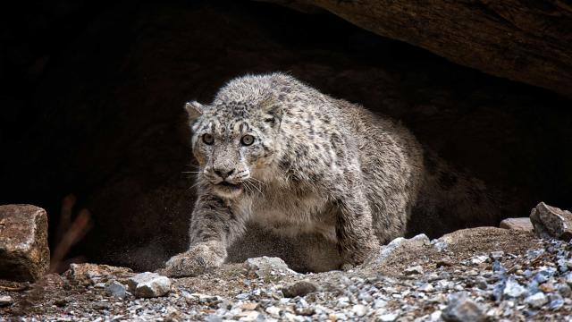 Snow Leopard, Nepal