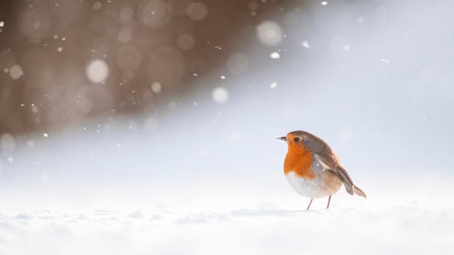 Portrait of an adult robin (Erithacus rubecula) foraging among wind blown snow, Derbyshire, UK