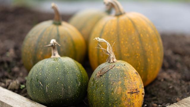four pumpkins in soil