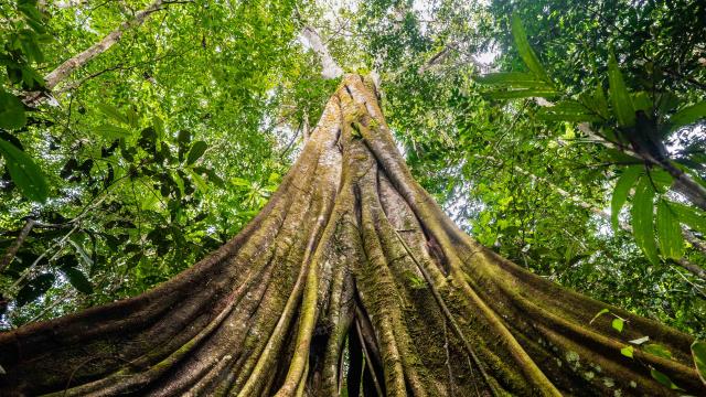 Ground up to canopy view of tree in forested area of Senor Zapata's farm, municipality of Calamar, Guaviare Department, Colombia.