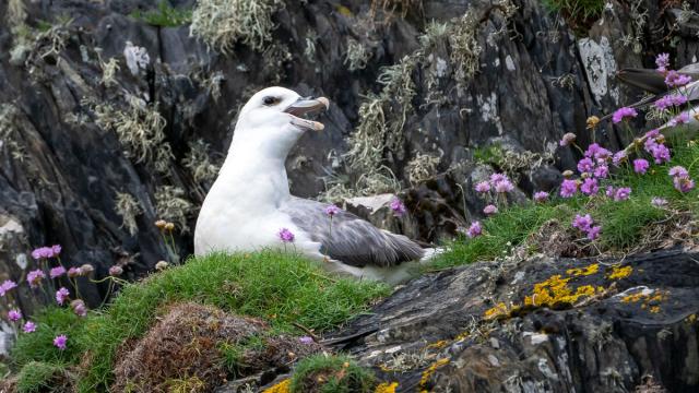A fulmar (Fulmarus glacialis) perches atop a rocky cliff near Câr-Y-Môr seaweed farm in Pembrokeshire, Wales.
