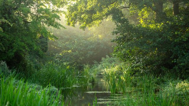 Early morning sunlight breaks through tree canopy on the river Nar, near Castle Acre, Norfolk, UK.
