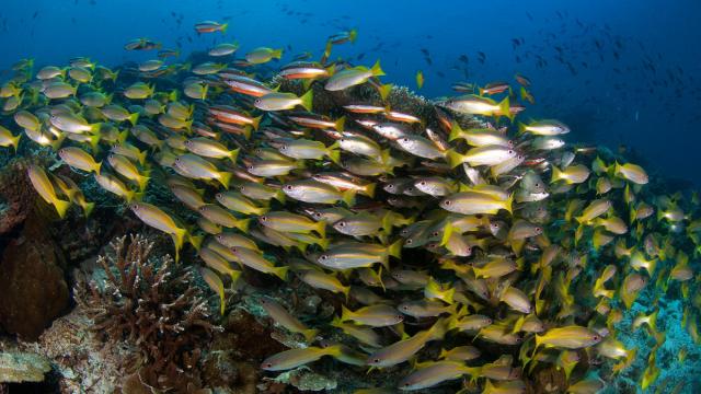 Underwater view of coral reefs at Semporna Sea