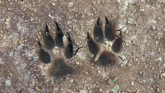Kangaroo footprints