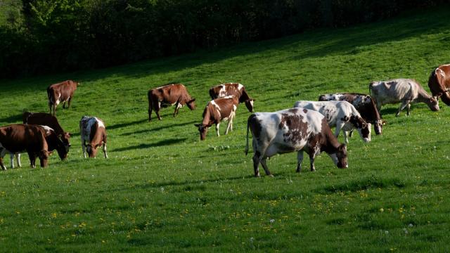 Strickley Farm in Kendal, South Cumbria, England practices regenerative dairy farming, where the cattle are fed on a pasture-based diet, soil health is promoted and habitats on the farms are enhanced and protected