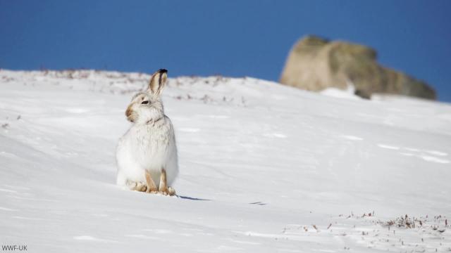 A mountain hare in the snow, Scottish Highlands.
