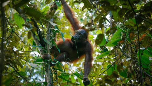  Bornean Orangutan