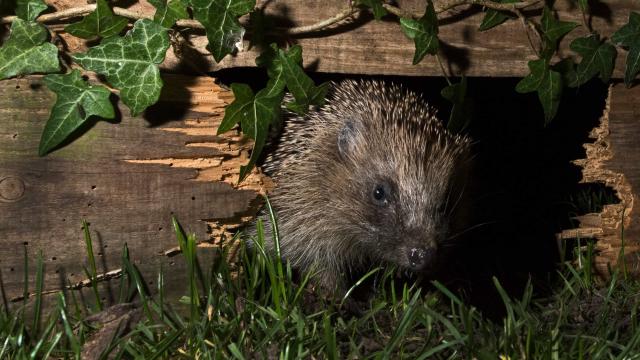 European hedgehog using hole in garden fence to move between gardens, Norfolk, England, UK