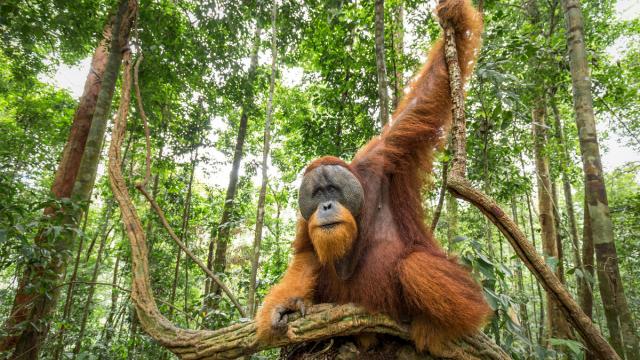 Flanged male Sumatran orangutan (Pongo abelii) male, Gunung Leuser National Park, Sumatra