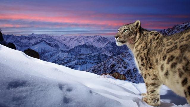 A wild snow leopard triggers a camera trap high up in the mountains of Ladakh in the Indian Himalayas. A stunning profile of the snow leopard in the foreground with mountains and orange sky in the background. The original image has been flipped horizontally.