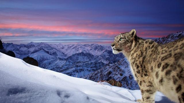 A wild snow leopard triggers a camera trap high up in the mountains of Ladakh in the Indian Himalayas. A stunning profile of the snow leopard in the foreground with mountains and orange sky in the background. The original image has been flipped horizontally.